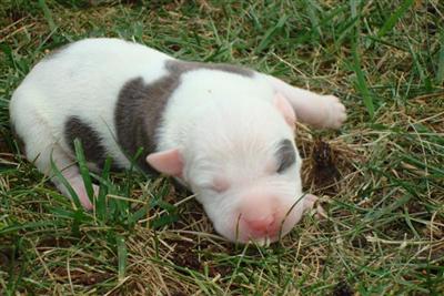 American Pit Bull Puppies for Sale